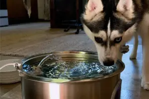 CNET Pet Owners Test the Latest Smart Devices to Find the Best Tech for Animals