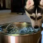 CNET Pet Tech Review: What the Experts and Their Pets Discovered After a Year of Testing