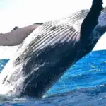 Long-Dormant Bitcoin Whale Moves $377 Million After Holding Through 2020 Market Crash
