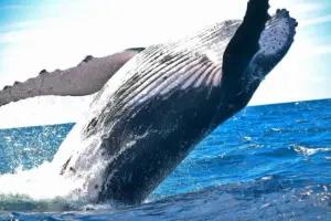 Long-Dormant Bitcoin Whale Moves $377 Million After Holding Through 2020 Market Crash